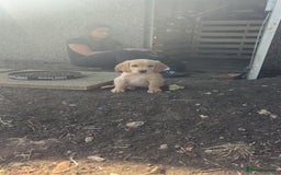 Cockerdor dogs for sale: cockerdor puppies - Image 4
