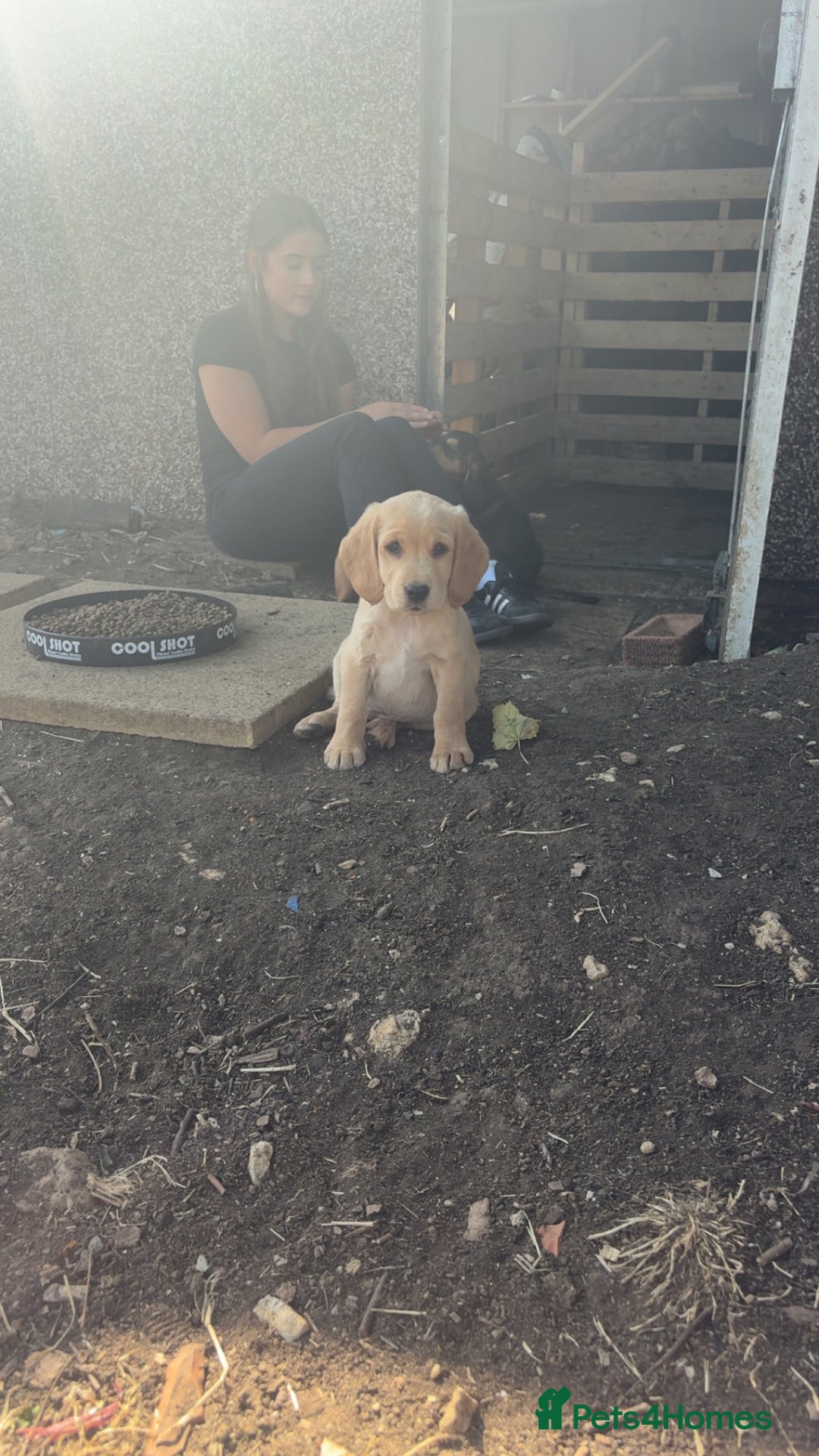 Cockerdor dogs for sale: cockerdor puppies - Image 4
