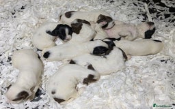 English Springer Spaniel dogs for sale: Speckled mixed colour ESS pups,TESTED PARENTS - Image 18