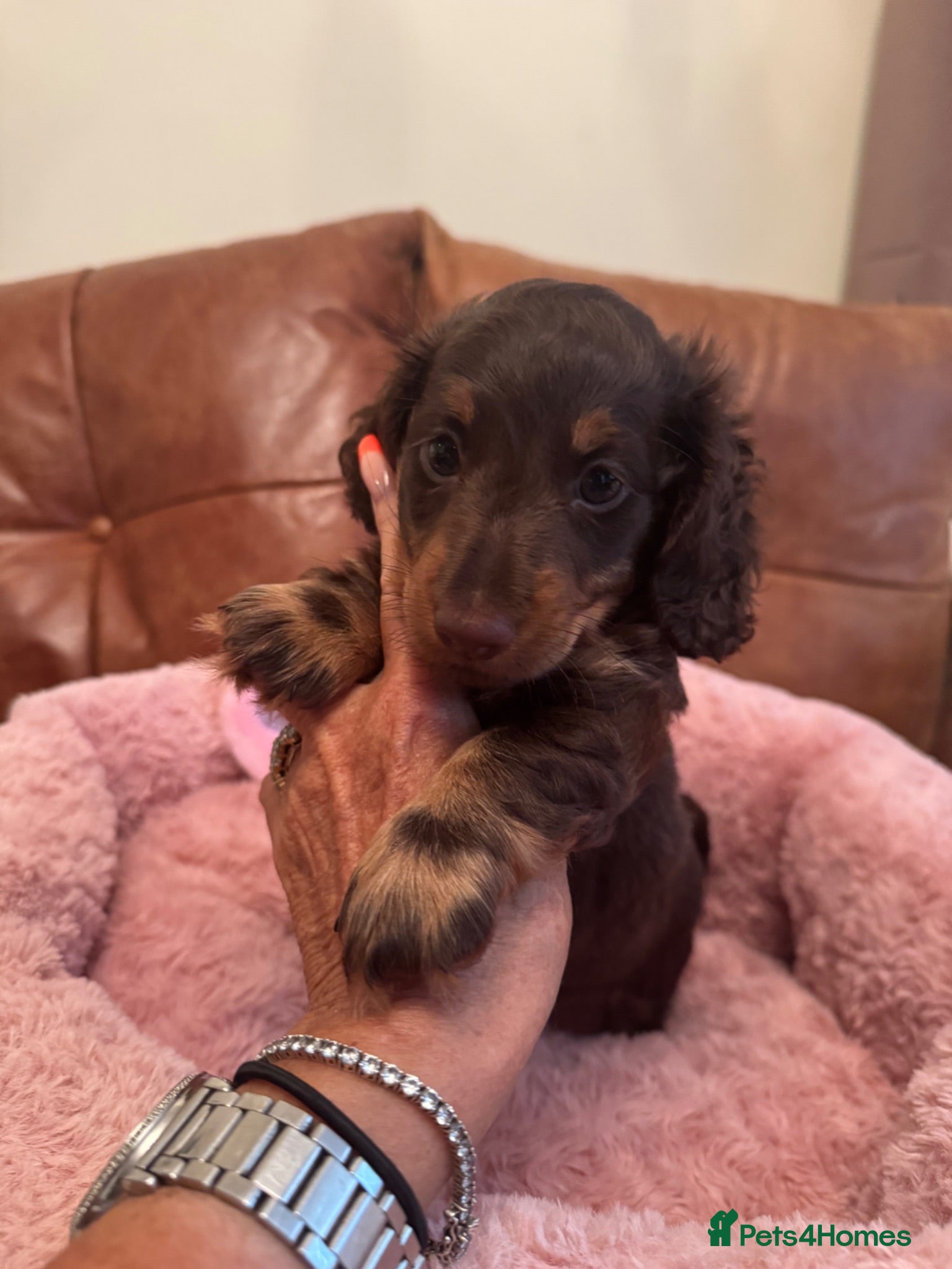 Miniature Dachshund dogs Miniature Dachshund  - Advert 6