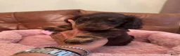 Miniature Dachshund dogs for sale: Miniature Dachshund  - Advert 1