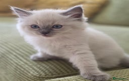 Ragdoll cats for sale: 3 Bluepoint Ragdoll kittens born 6th September! 🐈 - Image 10
