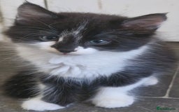 Mixed Breed cats for sale: Two very cute kittens  - Image 6