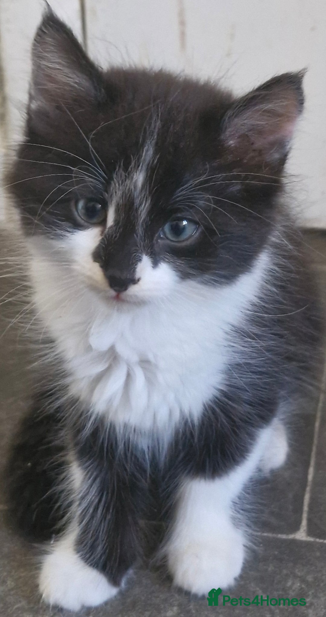 Mixed Breed cats for sale: Two very cute kittens  - Image 6