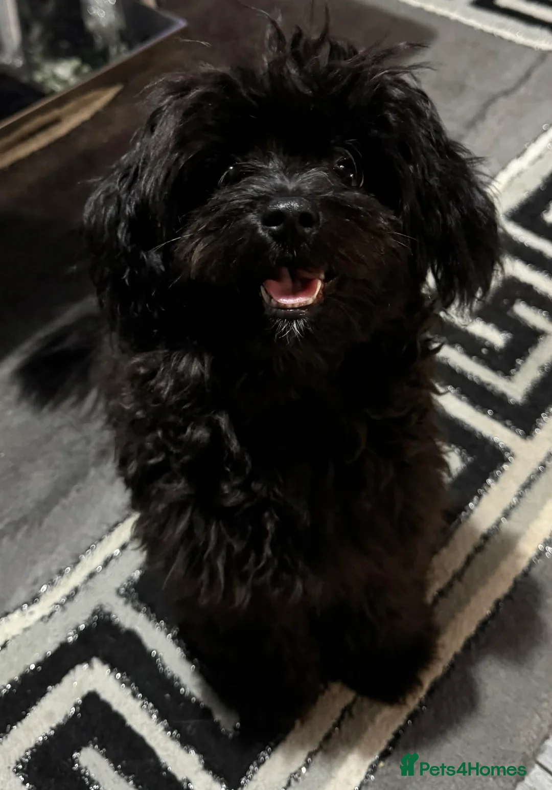 Pomapoo dogs for sale: Pomapoo - Advert 1