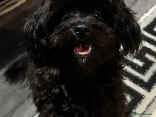 Pomapoo dogs Pomapoo - Advert 5