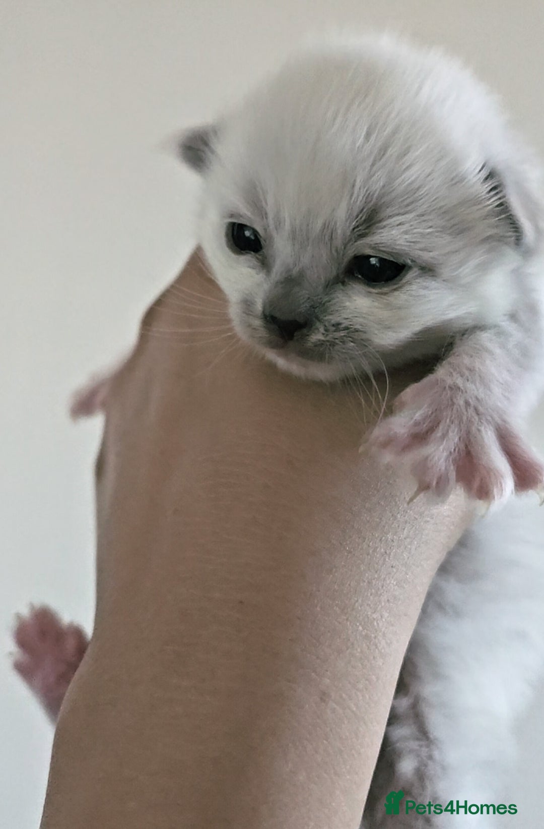 Ragdoll cats for sale: Purebred Bluepoint kittens - Image 2