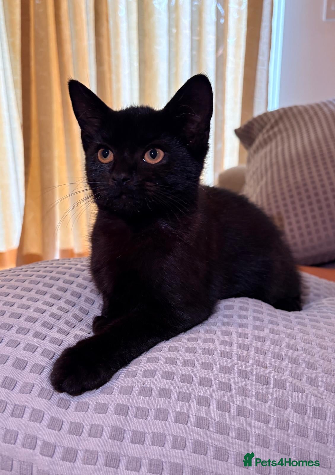Mixed Breed cats FREE 4 month old kitten - Advert 1