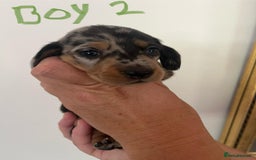 Miniature Dachshund dogs for sale: Miniature Dachshund Pups looking for forever homes - Image 9