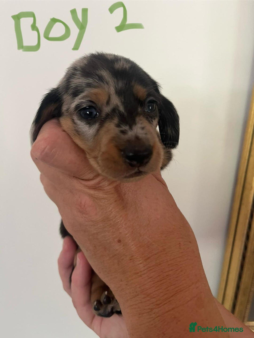 Miniature Dachshund dogs for sale: Miniature Dachshund Pups looking for forever homes - Image 9