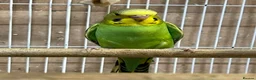 Budgerigars birds for sale: Budgies  - Advert 6
