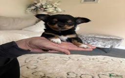 Chihuahua dogs for sale: Gorgeous tiny long coated chihuahua puppies  - Image 4