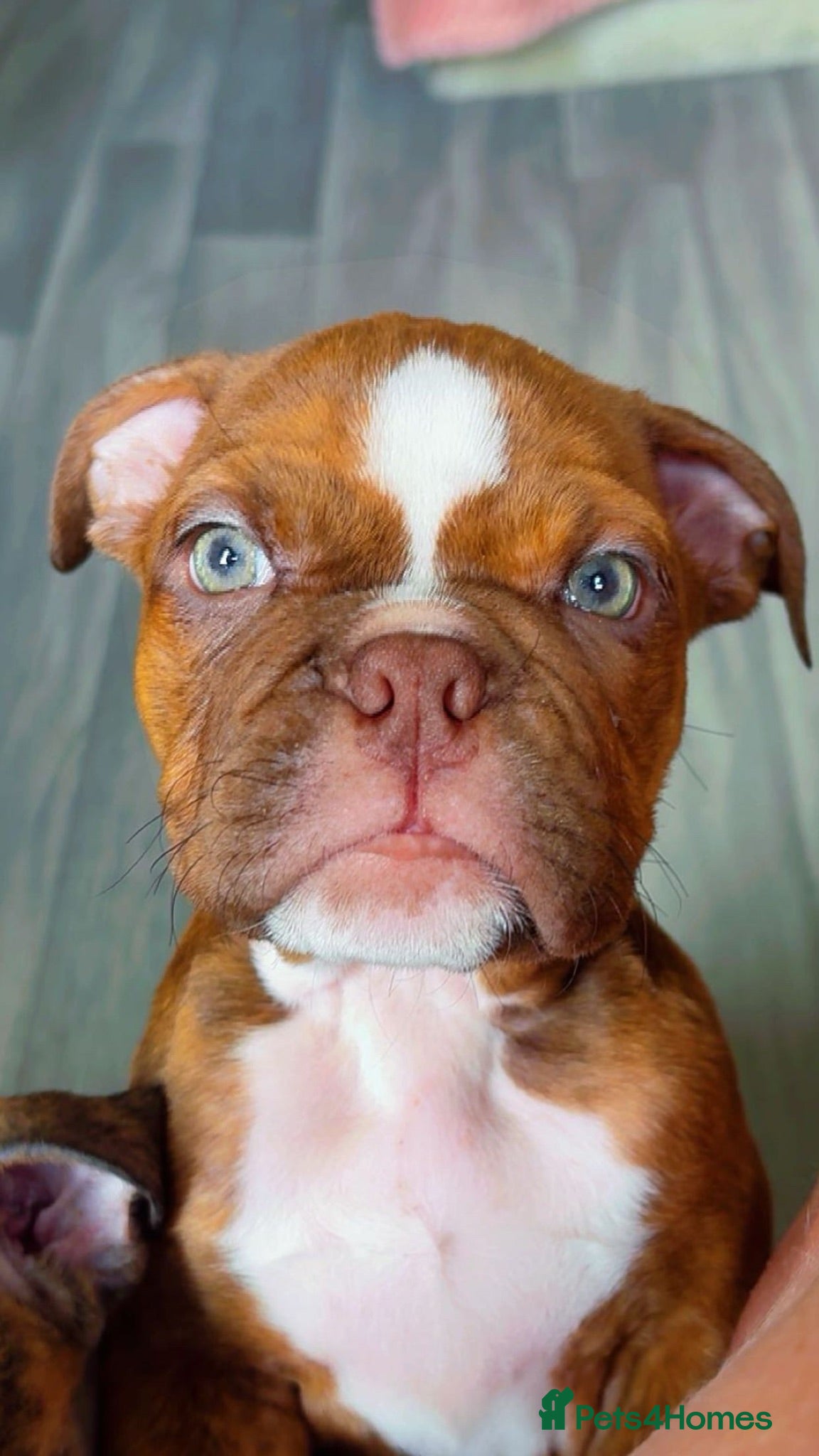 English Bulldog dogs ‼️REDUCED‼️2 DWKC FEMALE ENGLISH BULLDOG PUPPIES‼️ - Advert 12