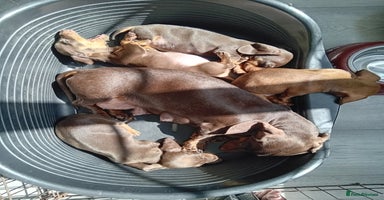 Miniature Dachshund dogs in Diss - Advert 14