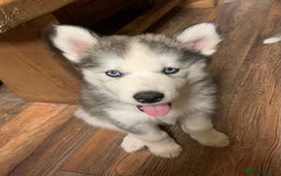 Utonagan dogs for sale: Husky x malamute  - Image 4