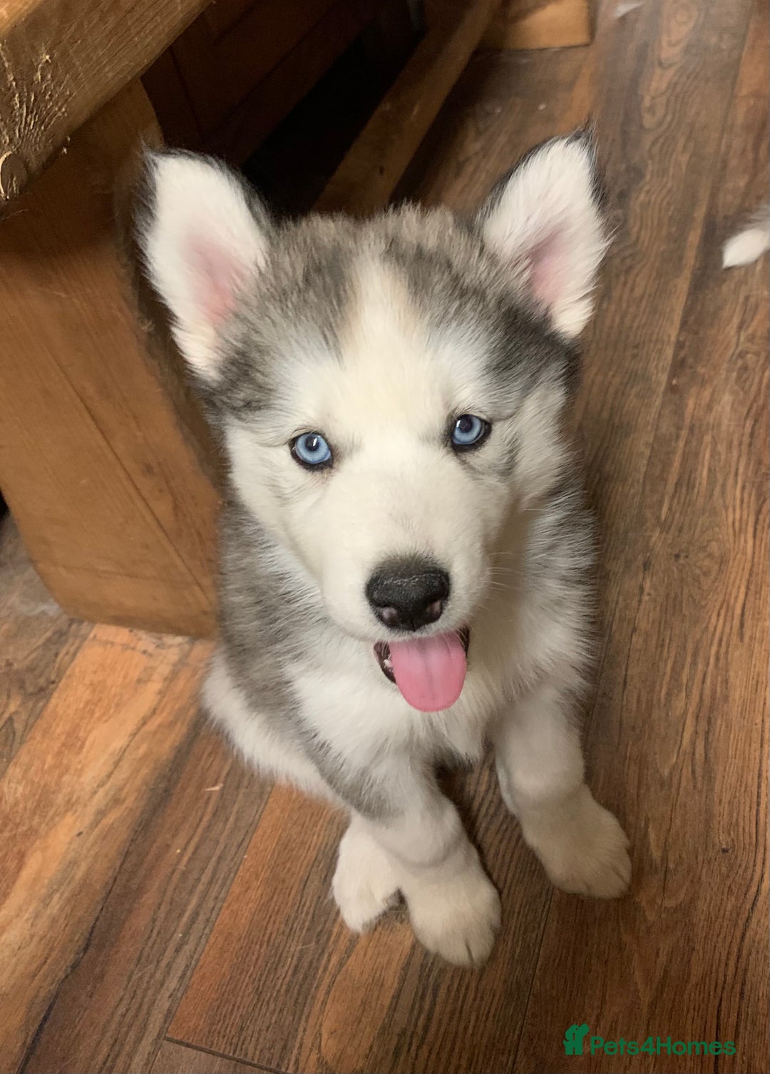 Utonagan dogs for sale: Husky x malamute  - Image 4