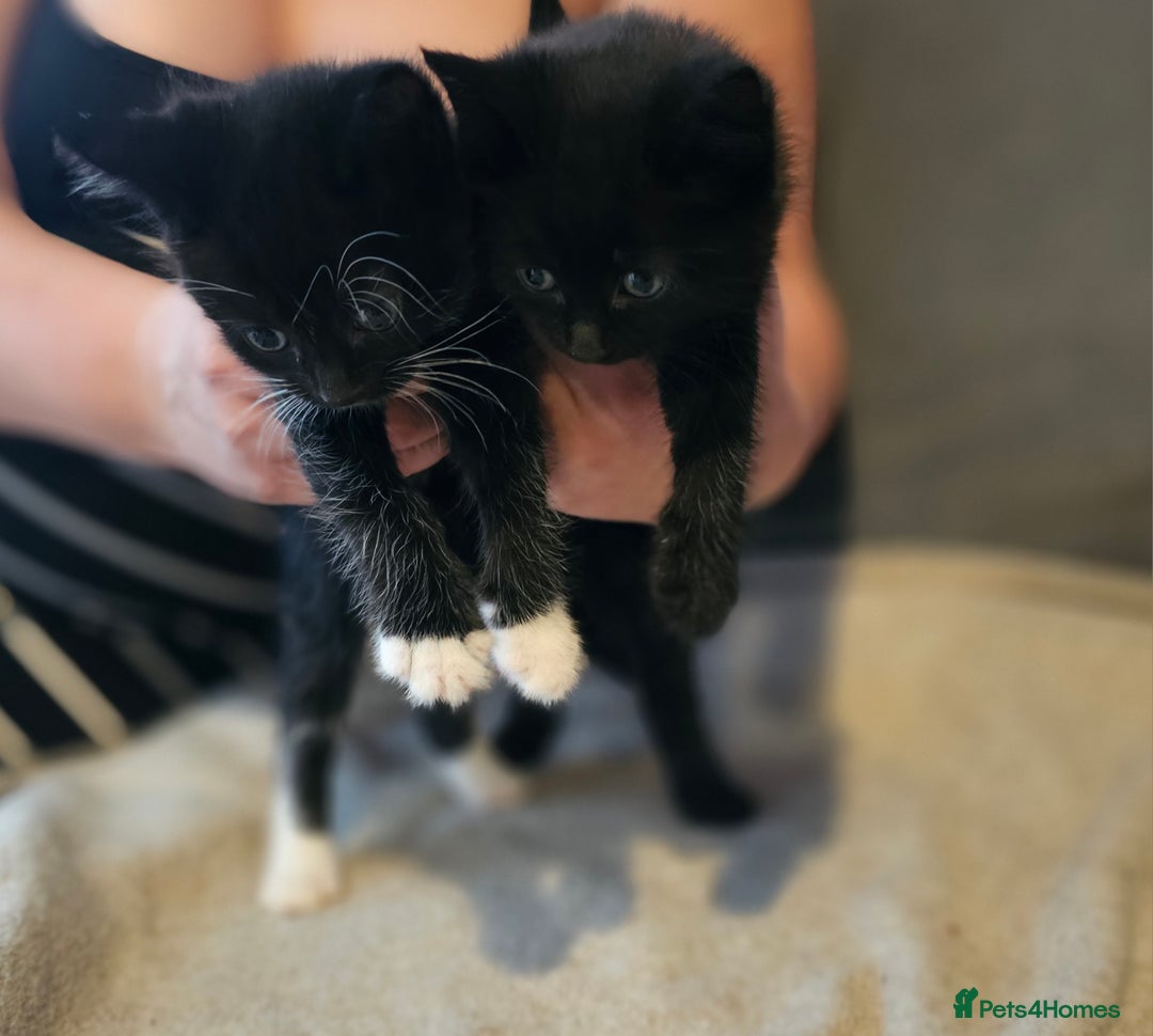 Mixed Breed cats for sale: Ragdoll/Tabby mixed kittens  - Image 7