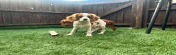 Cavapoo dogs for sale: Beautiful cavapoos  - Advert 10