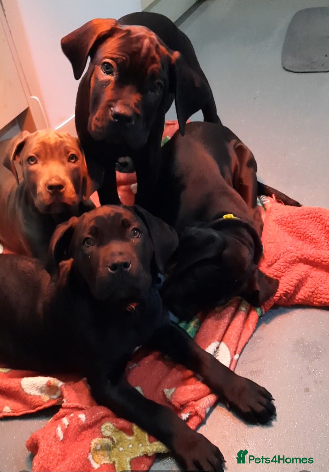Cane Corso dogs CANE CORSO PUPPIES READY TO LEAVE! - Advert 6