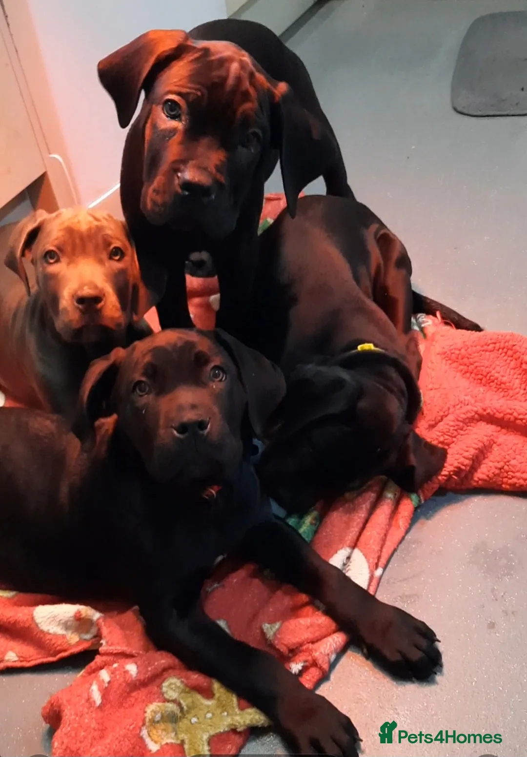 Cane Corso dogs for sale: CANE CORSO PUPPIES READY TO LEAVE! - Advert 1