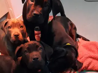 Cane Corso dogs CANE CORSO PUPPIES READY TO LEAVE! - Advert 6