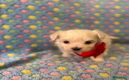 Maltese dogs for sale: Tiny kc registered maltese Korean boys  - Image 5