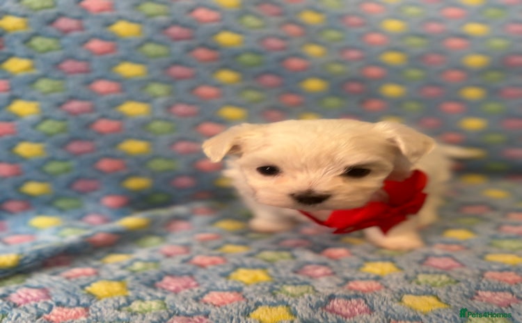 Maltese dogs - Advert 1