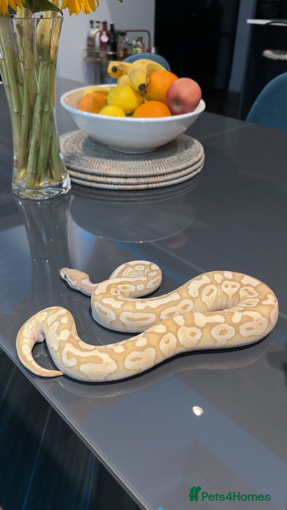 Python Snake reptiles Ball python for adoption to experienced home - Advert 1