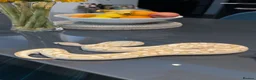 Python Snake reptiles for sale: Ball python for adoption to experienced home in London - Advert 1