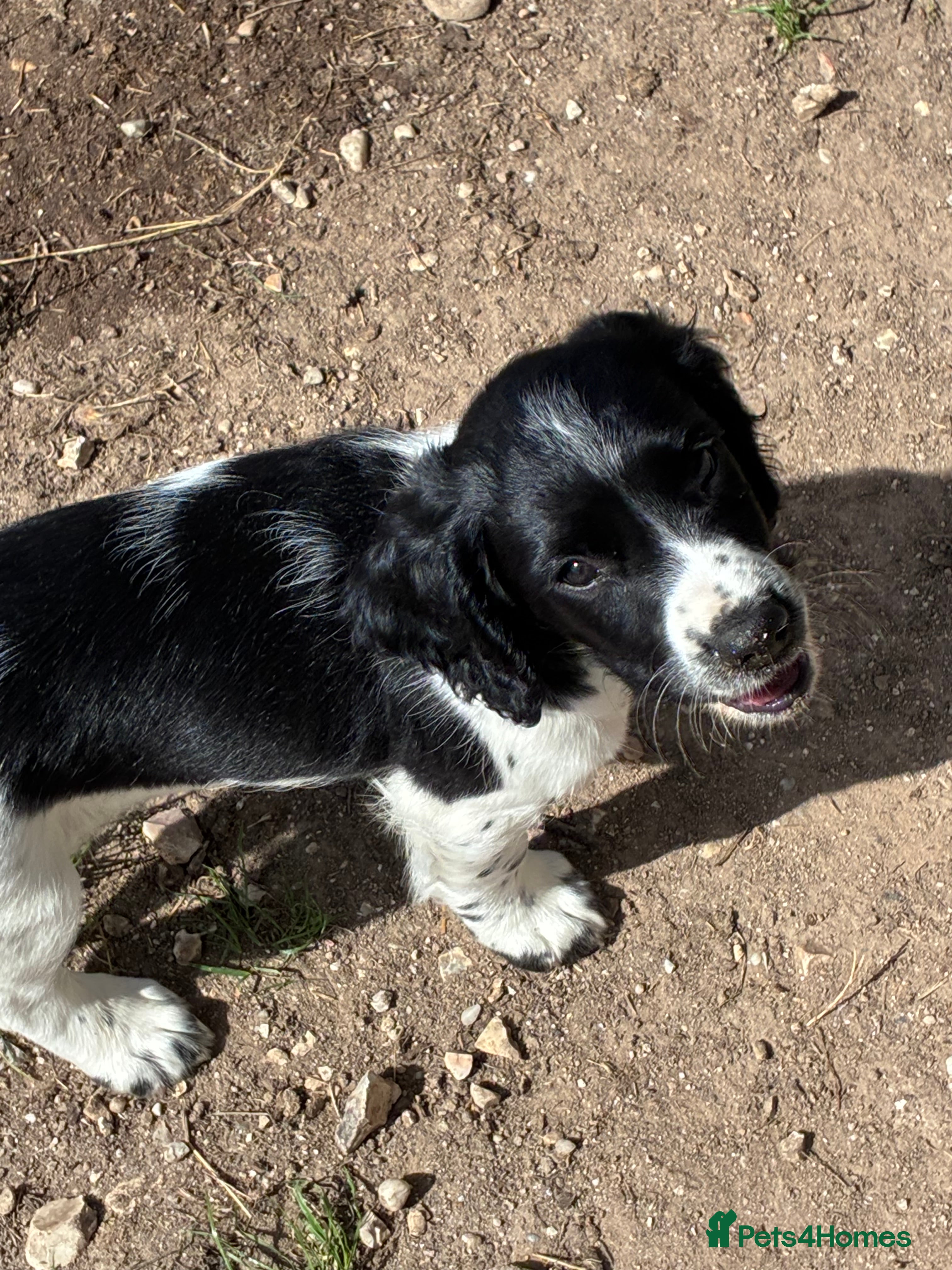 English Springer Spaniel dogs ENGLISH SPRINGER SPANIEL PUPPIES - Advert 2