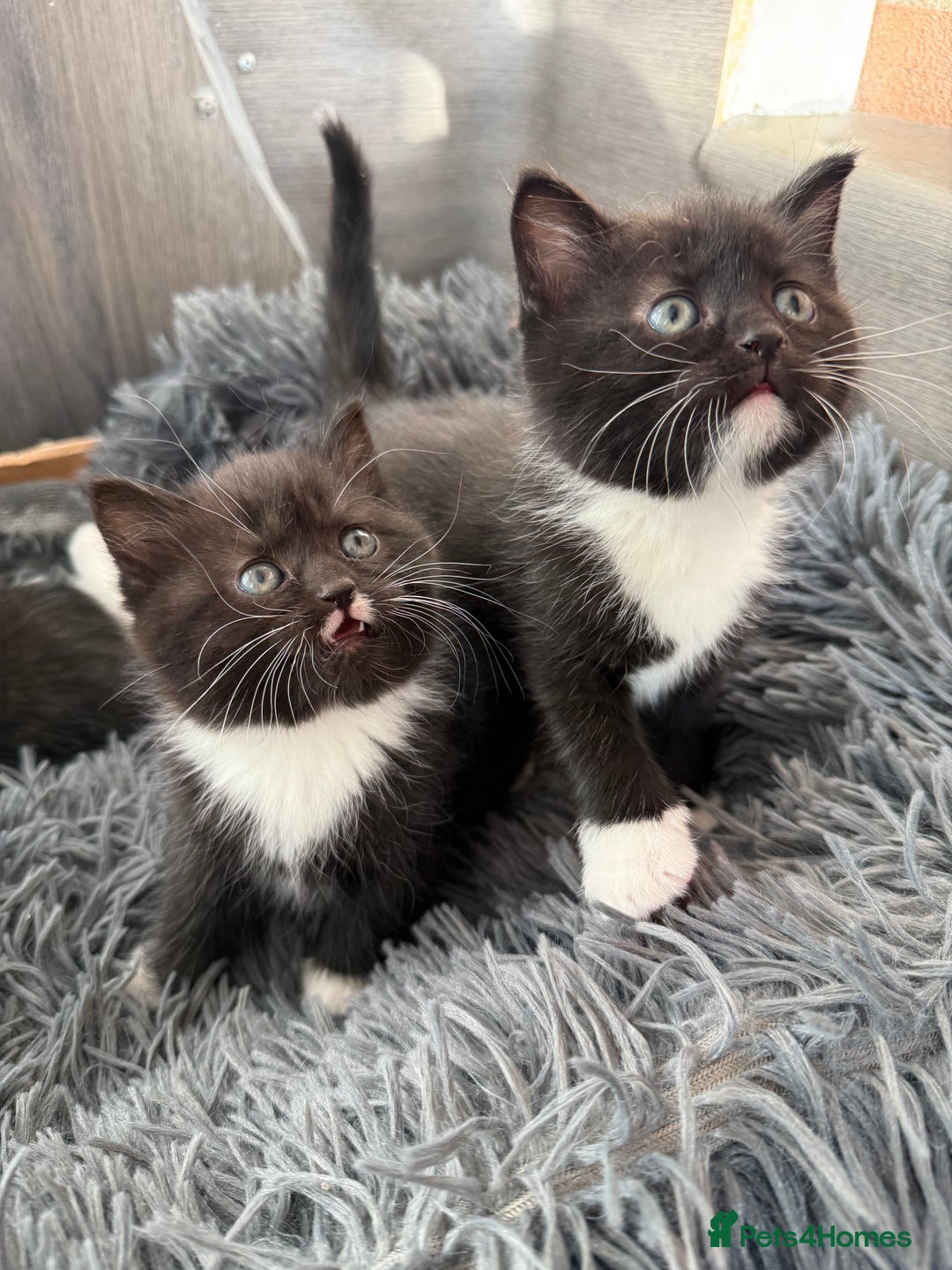 Mixed Breed cats for sale: 5 Beautiful kittens for sale  - Advert 2