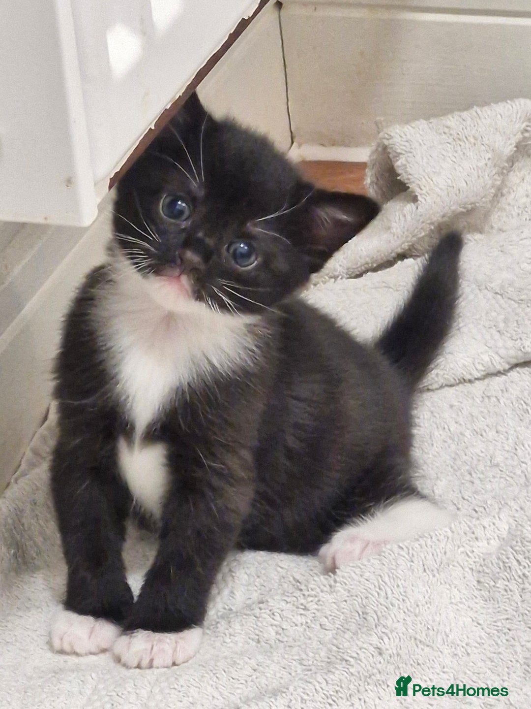 Mixed Breed cats for sale: Tuxedo & Tabby Domestic Short-hair Kittens - Image 8