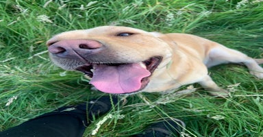 Labrador Retriever dogs - Advert 11