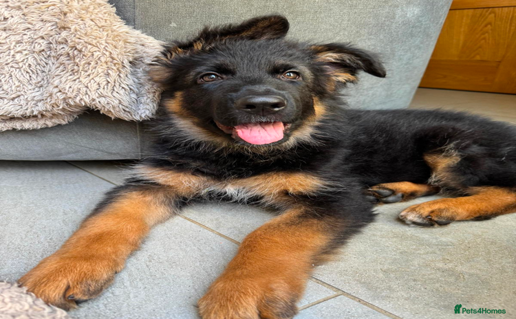 German Shepherd dogs - Advert 3
