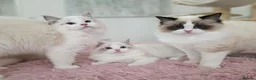 Ragdoll cats for sale: ✨️Champion European lines. Tica registered - Advert 12