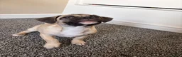 Jug dogs for sale: Pug cross puppy male  - Advert 2