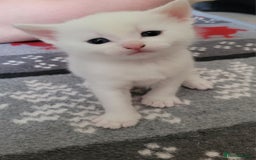 Mixed Breed cats for sale: Adorable White/Tabby Kittens Looking for Homes! 🐾 - Image 3