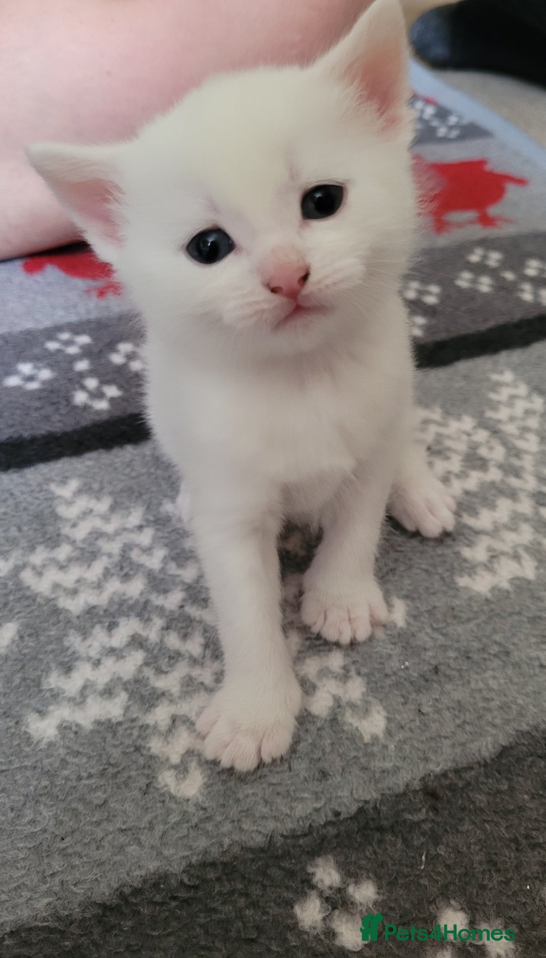 Mixed Breed cats for sale: Adorable White/Tabby Kittens Looking for Homes! 🐾 - Image 3