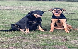 Huntaway dogs for sale: CHUNKY HUNTAWAY PUPPIES FOR SALE  - Image 8