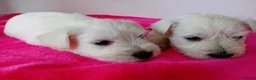 Miniature Schnauzer dogs for sale: KC Registered Miniature Shnauzers  in Preston - Advert 8