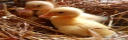 Ducks poultry for sale: Ducklings for sale females  - Advert 1