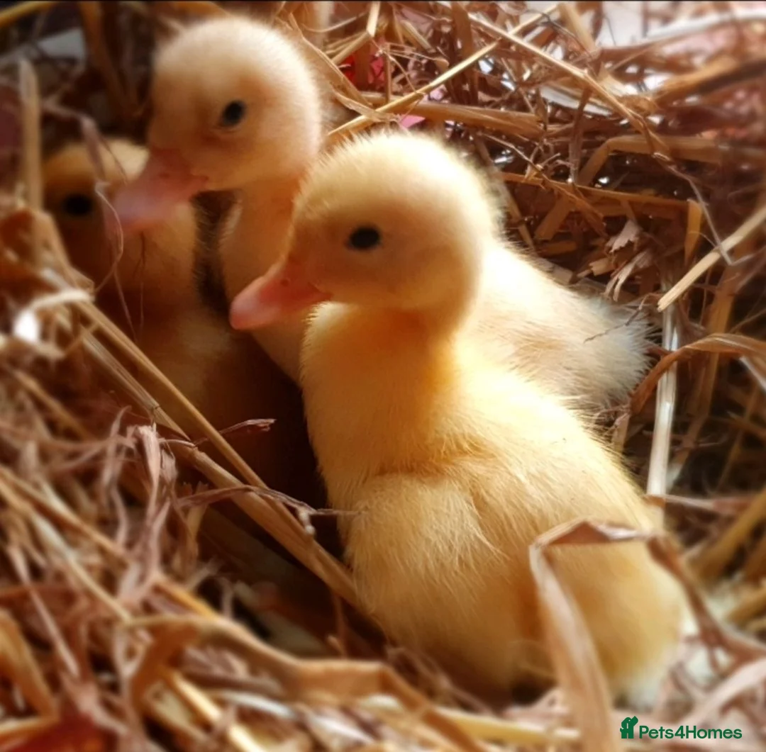 Ducks poultry for sale: Ducklings for sale females  - Advert 1