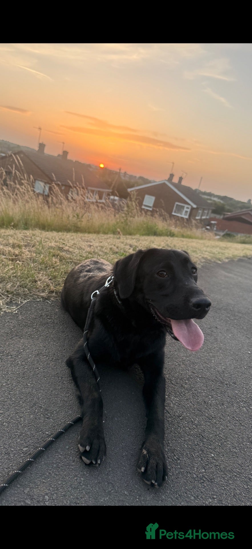 Labrador Retriever dogs Walter — Handsome Black Labrador Stud - Advert 1