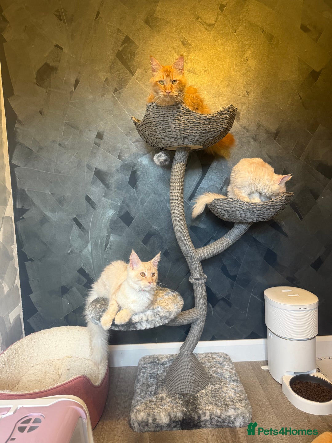 Maine Coon cats for sale: Maine Coon Gccf in Boston - Image 2