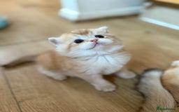 British Shorthair cats for sale: GCCF reg BSH & LH Chocolate & Black Golden Kittens - Image 31
