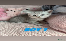British Shorthair cats for sale: *stunning* silver tabby British short haired  - Image 12