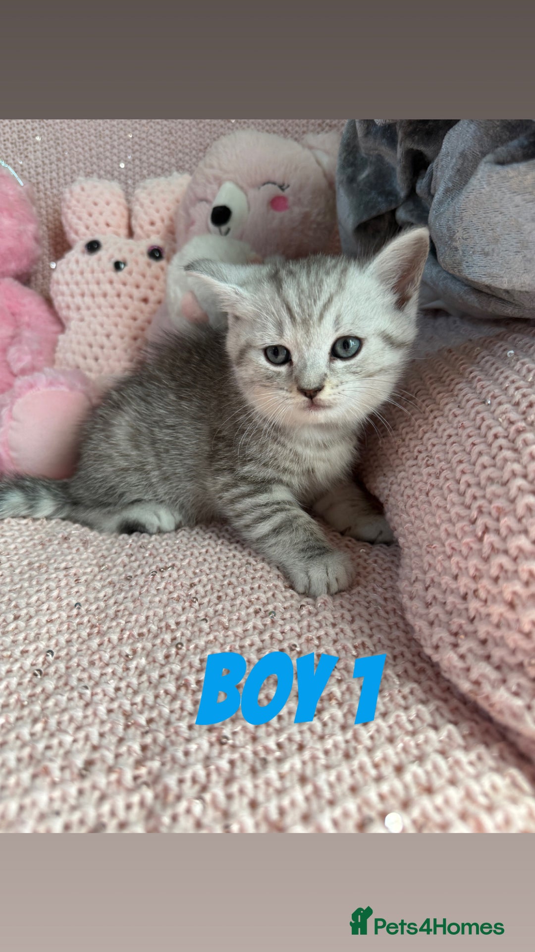 British Shorthair cats for sale: *stunning* silver tabby British short haired  - Image 12