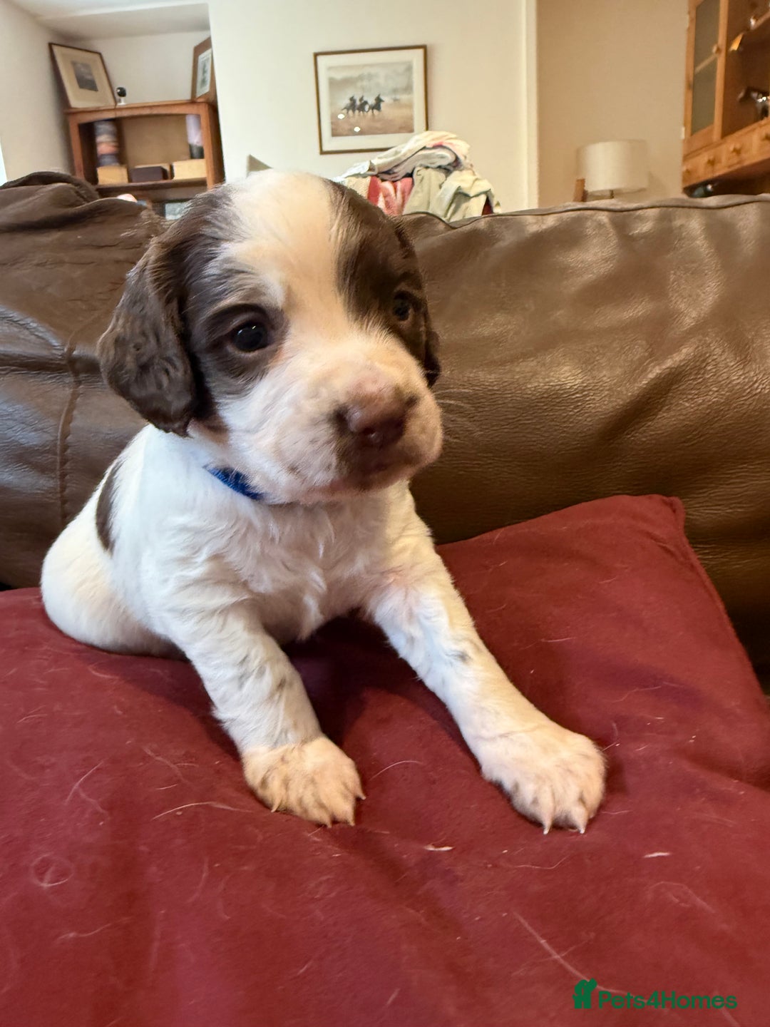 English Springer Spaniel dogs for sale: KC REG FTAW Bred Puppies from excellent lines - Image 5