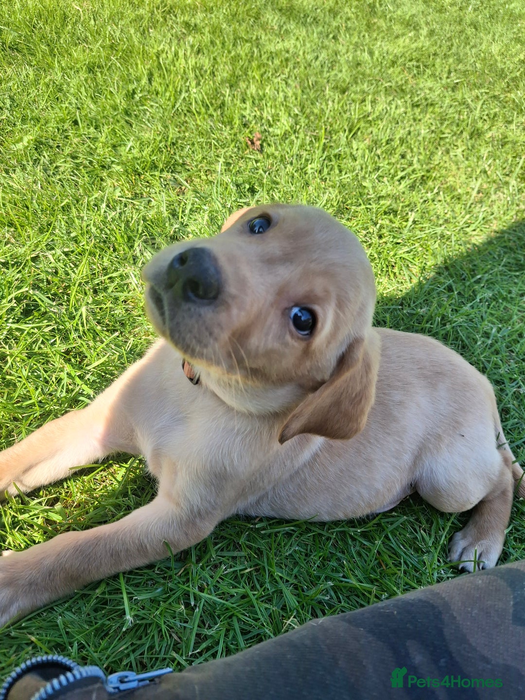 Labrador Retriever dogs for sale: Red 5th generation pedigree labrador  - Image 3