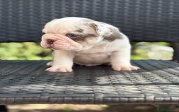 French Bulldog dogs for sale: Beautiful French bulldog puppies Available  - Image 7